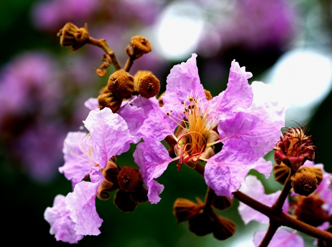 紫薇花花朵图片
