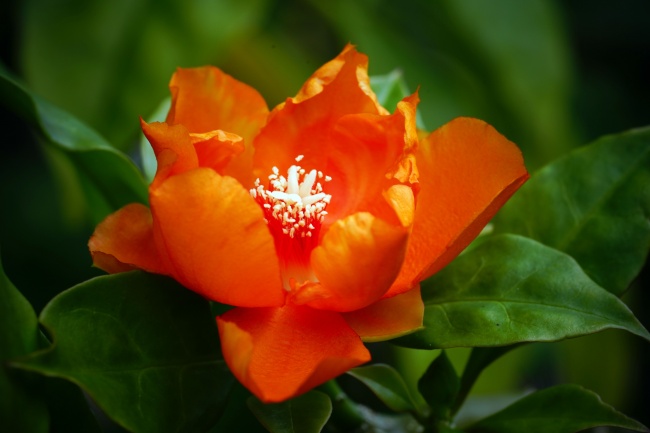 橙色花朵开放图片