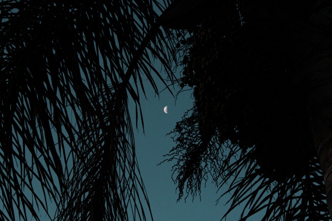 棕榈树剪影图片