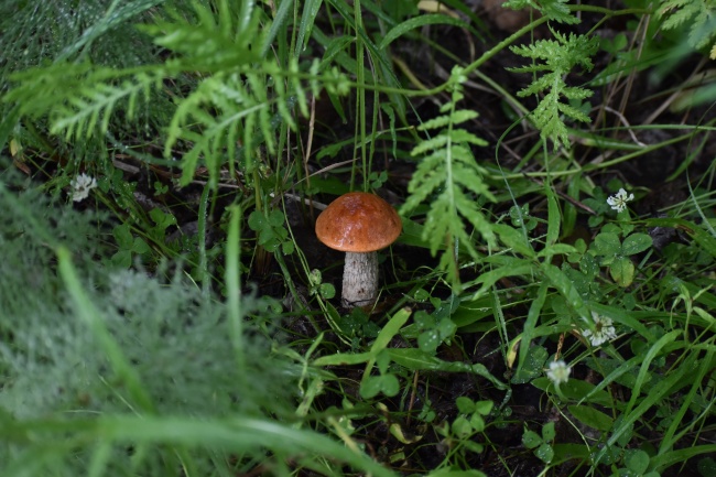 草丛里的野蘑菇图片