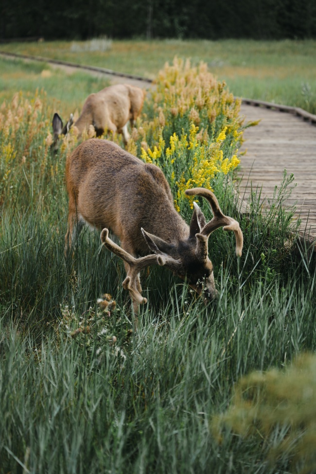 草地觅食的野生羚羊图片