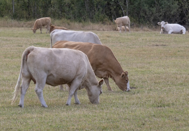 户外农牧场奶牛群图片