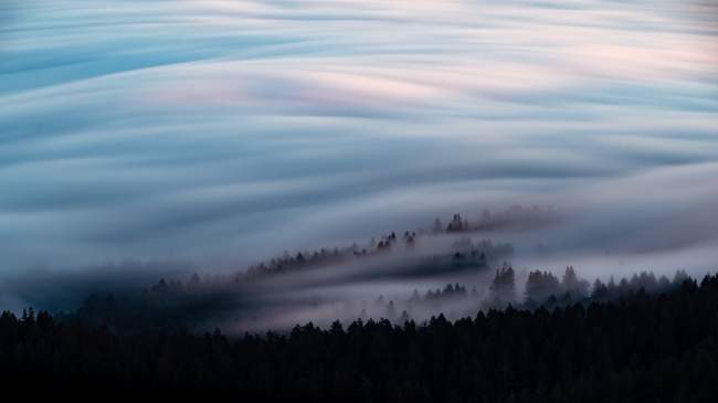 雾气朦胧意境树林图片