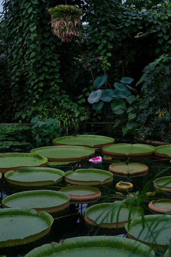 莲花塘植物图片