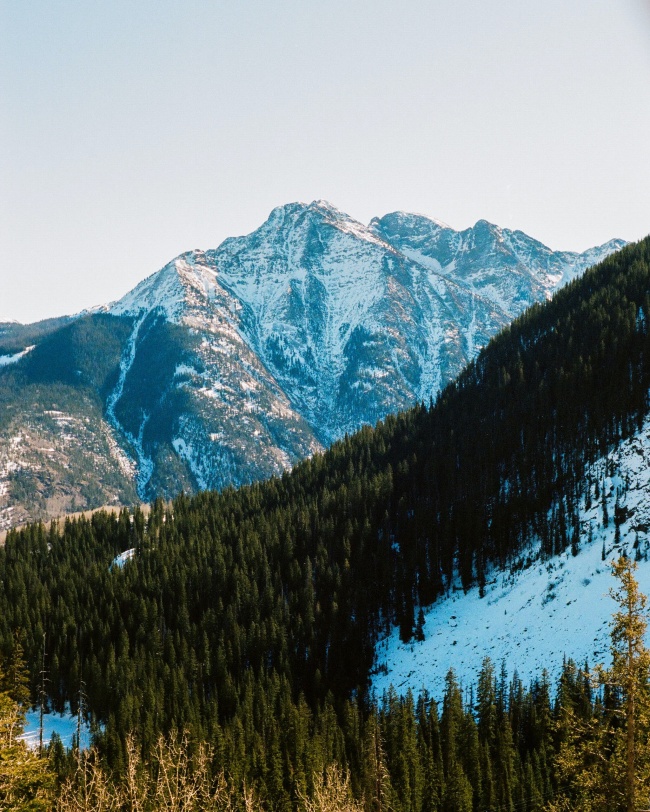 巍峨雪山树林图片