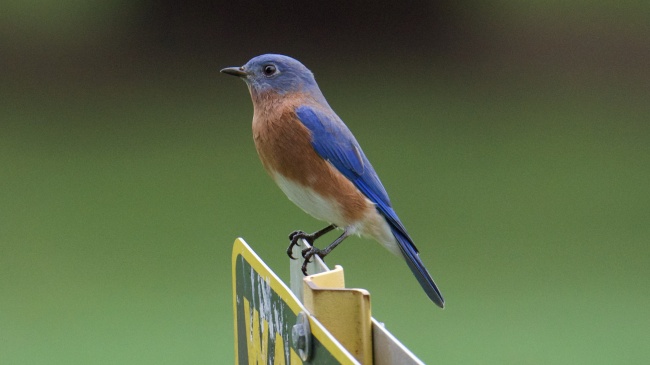 栅栏上站立的蓝色鸟图片