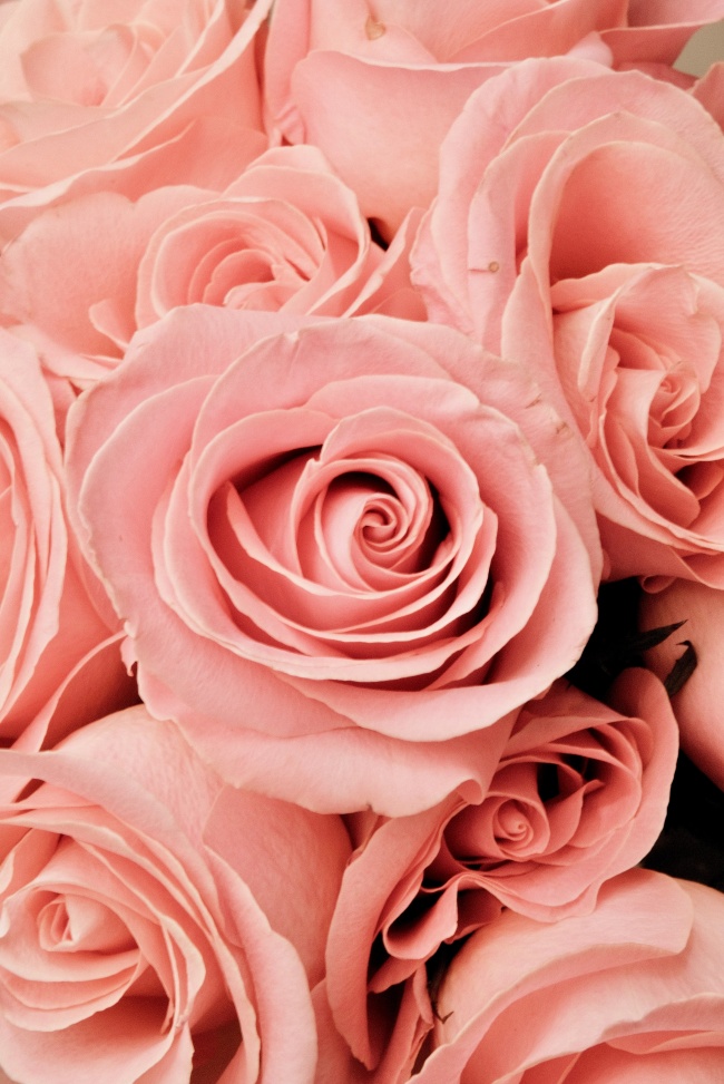 微距粉色玫瑰花图片
