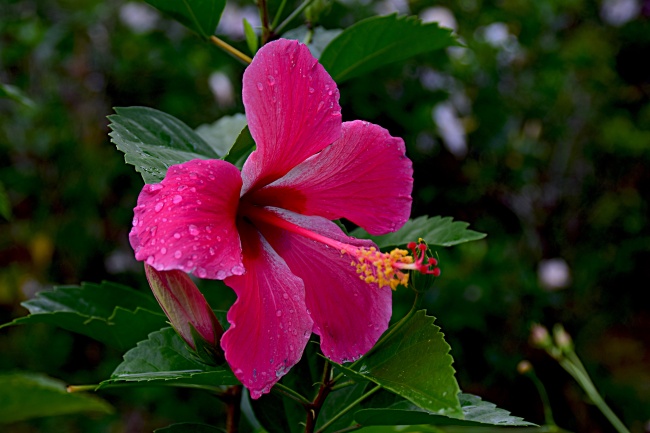 艳丽芙蓉花朵图片