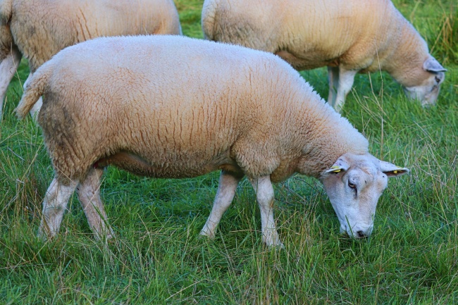 农牧场羊群吃草图片