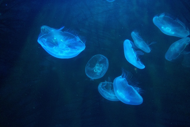 水族馆观赏海蜇图片