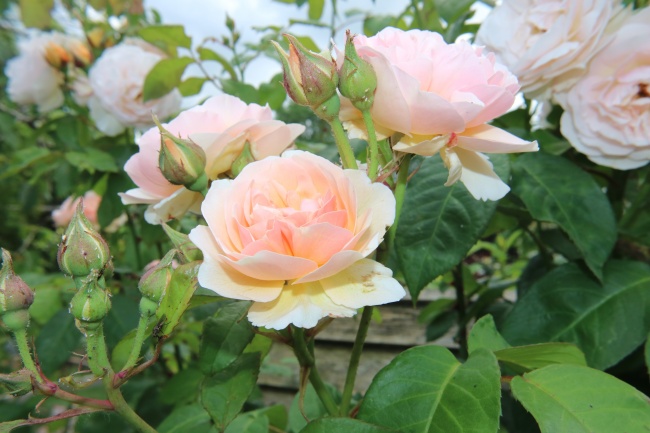 花园盛开玫瑰花朵图片