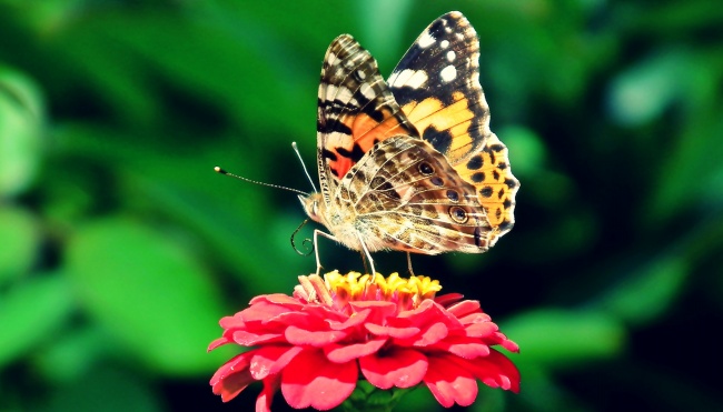 蝴蝶昆虫授粉图片