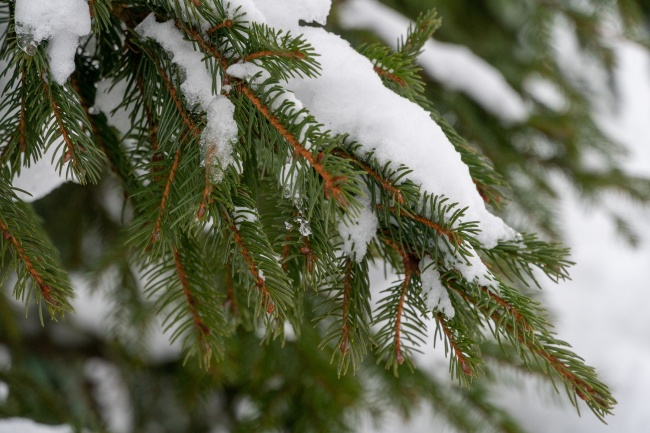 松树雪图片大全大图图片