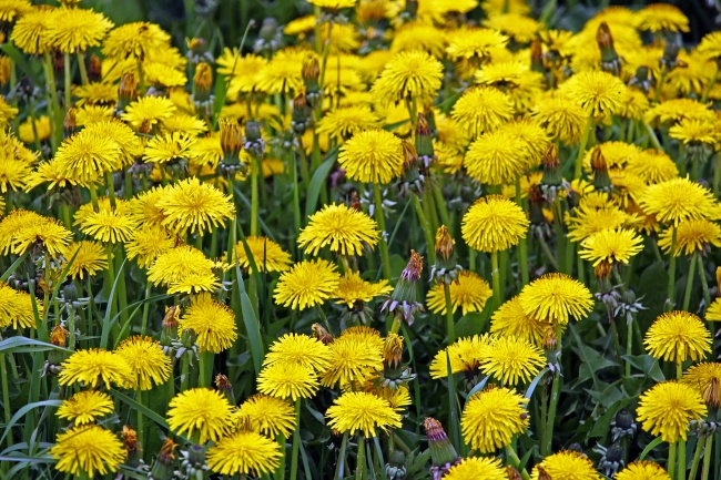 春天黄色菊花盛开图片