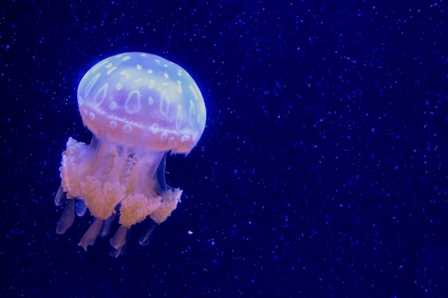 水族馆漂亮海蜇图片