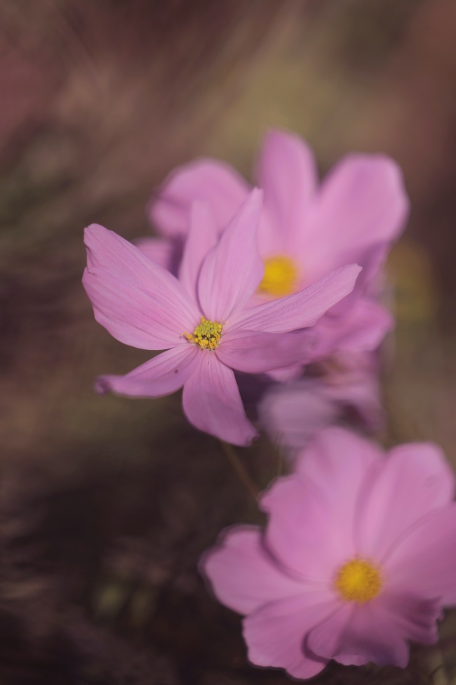 粉红色小花图片