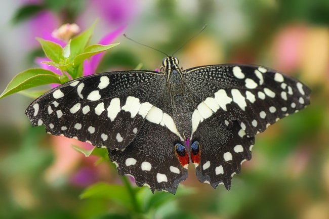 白色斑点燕尾蝴蝶图片