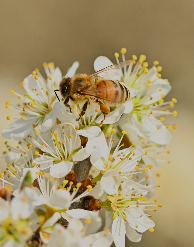 蜜蜂采摘花蜜图片