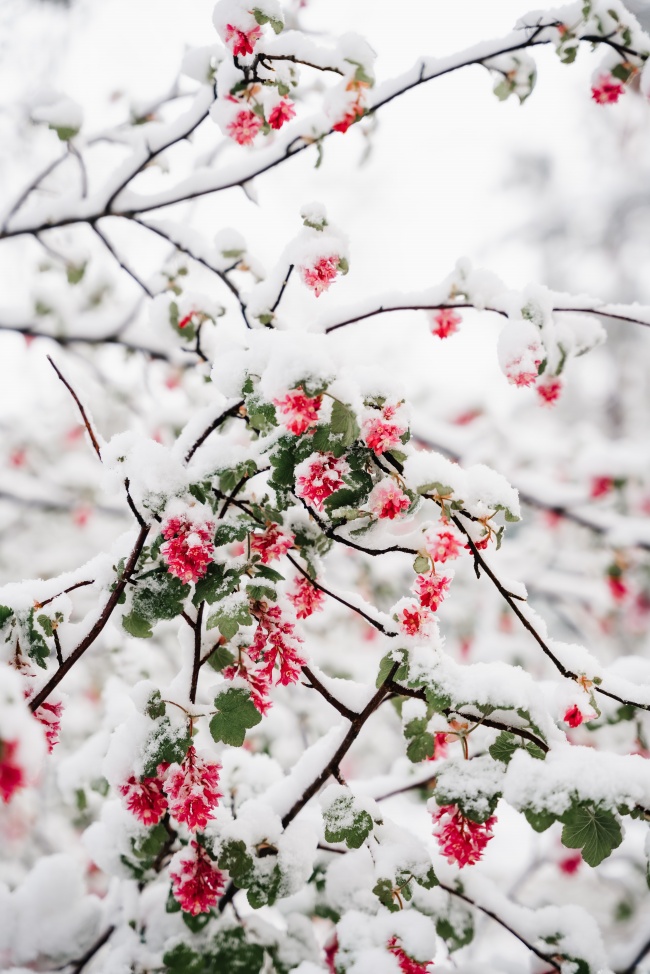 积雪覆盖花枝图片
