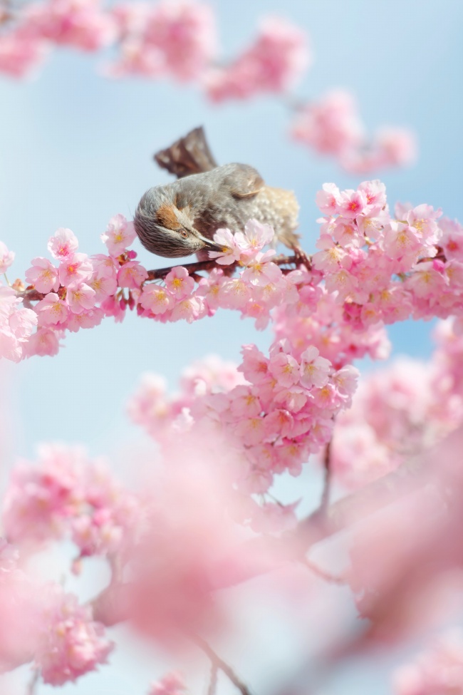 春光明媚鸟语花香图片
