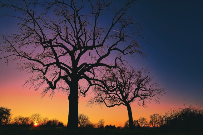 黄昏大树剪影景观图片