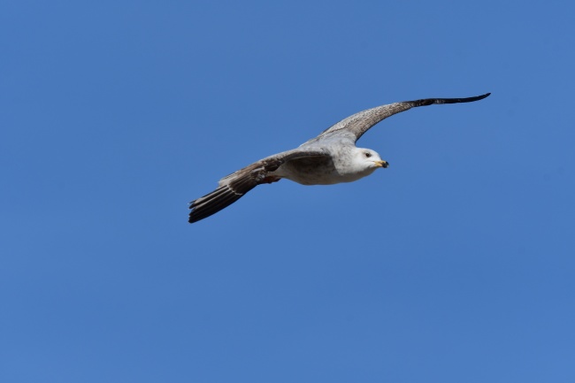 展翅高飞海鸥摄影图片