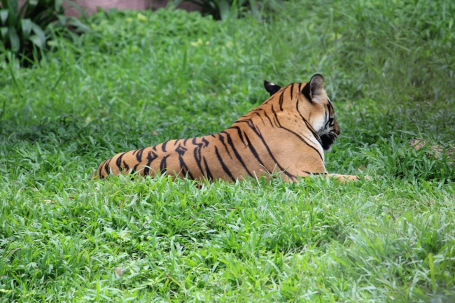 绿草地上一只大老虎图片