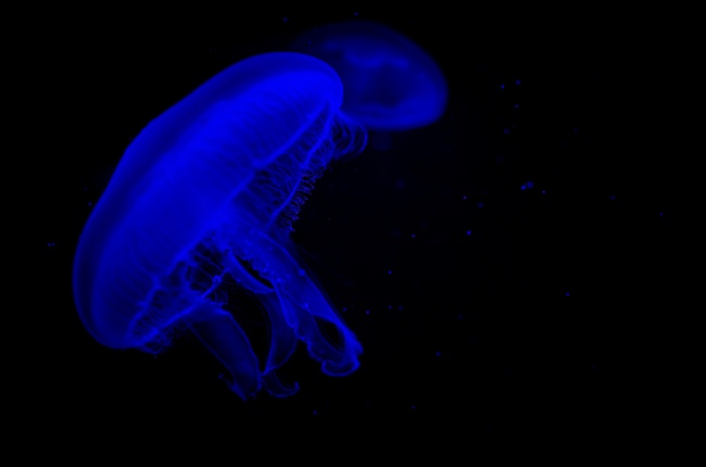 海底蓝色透明水母图片