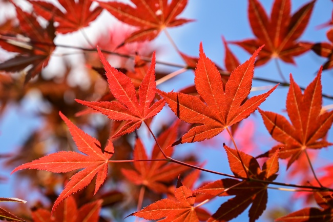 火红枫叶特写摄影图片