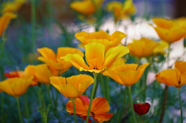 橙色罂粟花花朵图片