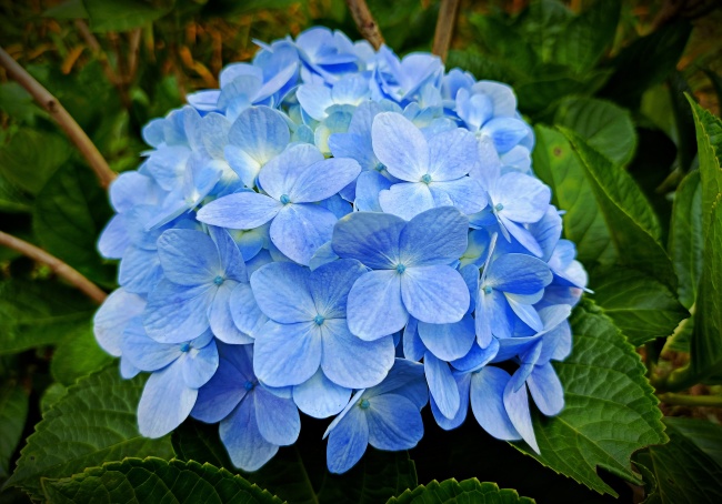 蓝色绣球花盛开图片