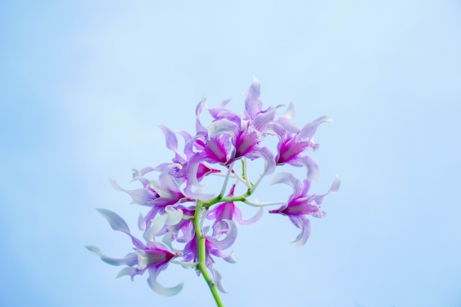 淡雅紫色渐变花卉图片