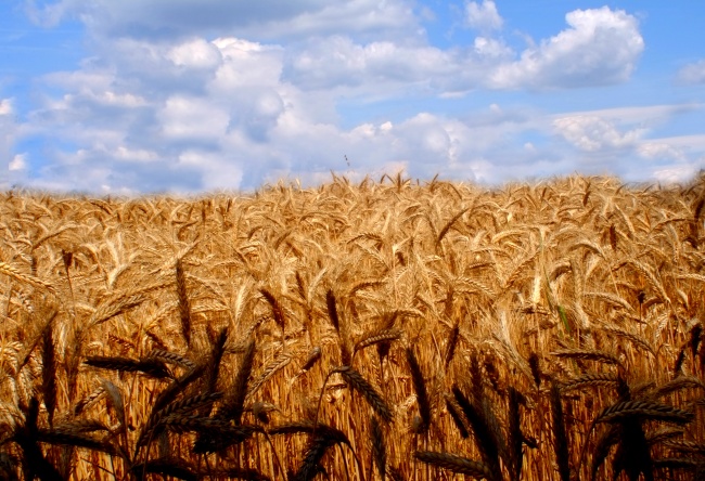 农田小麦成熟风景图片