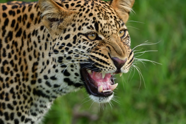 凶猛野生非洲豹图片 站长素材