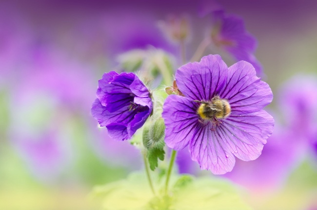 清新淡雅紫色花卉图片