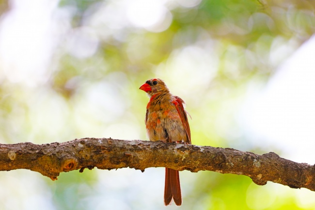 树枝红衣鹦鹉图片